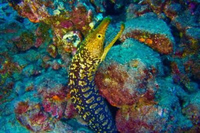 DEEP DIVING SPECIALITY - Discover a new world up to 40m depth ! - Who’s Teaching and How the Small Group Works