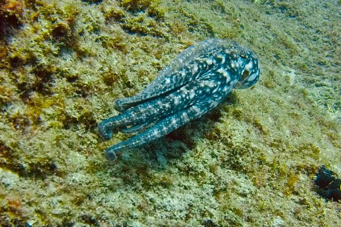 DEEP DIVING SPECIALITY - Discover a new world up to 40m depth ! - Certification Support: PADI Process and Getting Paperwork Done