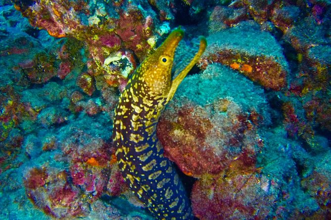 DEEP DIVING SPECIALITY - Discover a new world up to 40m depth ! - Who’s Teaching and How the Small Group Works