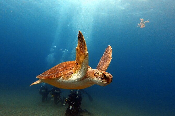Discover beginner diving in Tenerife - Why Abades is a smart place to start with scuba in Tenerife