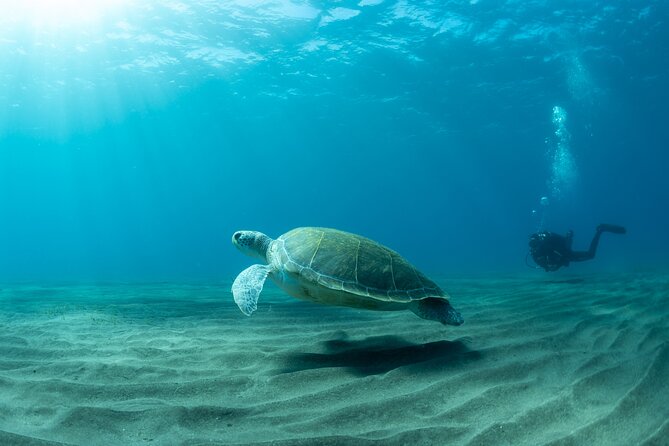 Discover beginner diving in Tenerife - Pedro’s patient coaching and the PADI-focused way you’ll learn