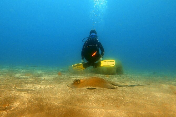 Discover beginner diving in Tenerife - What you can realistically expect to see underwater