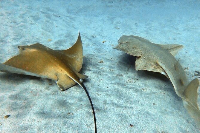 Discover beginner diving in Tenerife - Price and value: what $90.02 really buys you