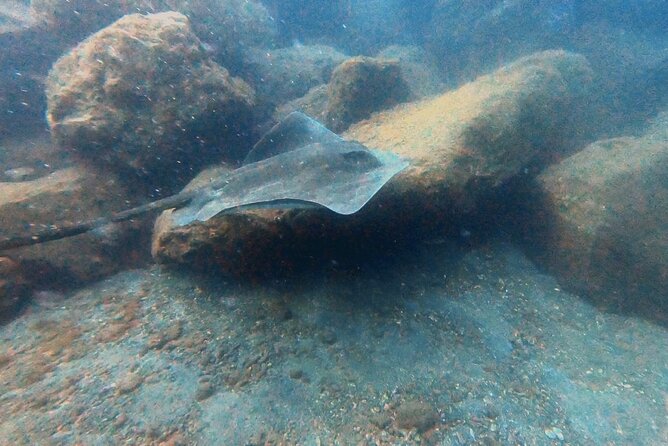 Discover beginner diving in Tenerife - Things to watch before you go: medical form, fitness, and flight timing