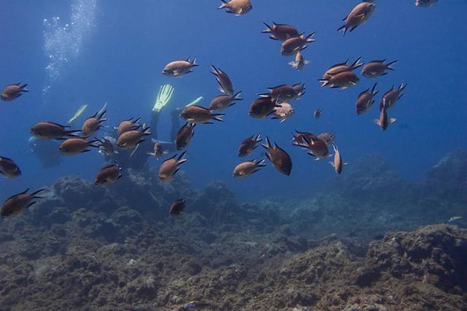 Discover Scuba Diving Adventure in Tenerife - The underwater portion: volcanic reefs and weightless exploring