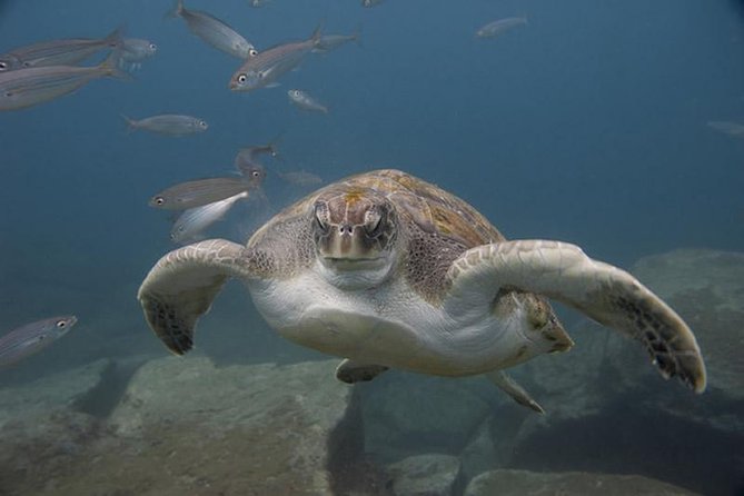 Discover Scuba Diving Adventure in Tenerife - The gear lesson: getting comfortable before you go underwater