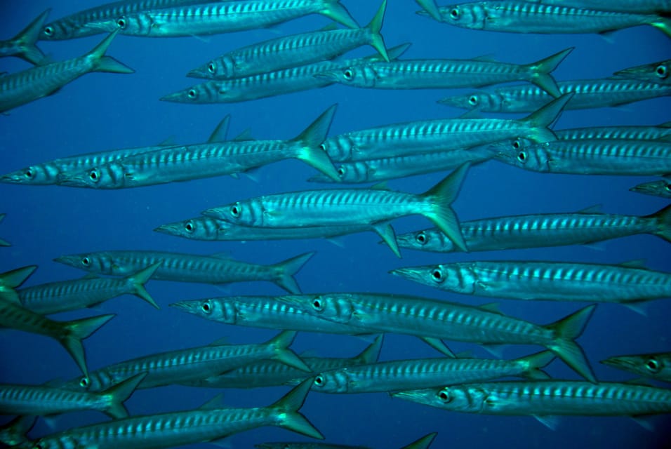 Discover Scuba Diving Experience - A balanced take on the “first try” pressure