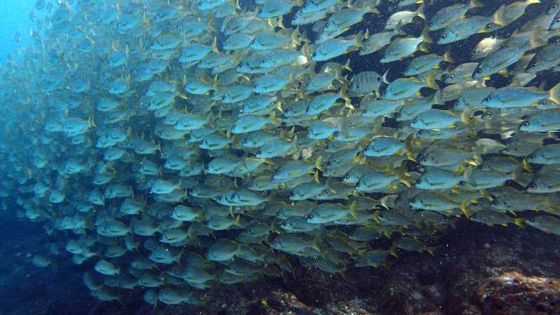 Discover Scuba Diving Experience - First time scuba in Tenerife: what this experience is really about