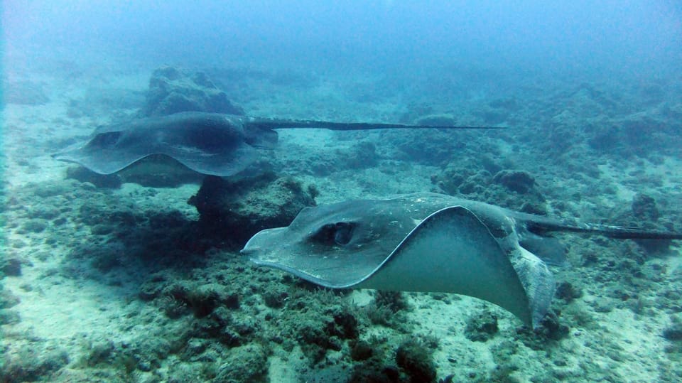 Discover Scuba Diving Experience - Who this is best for (and who should skip it)