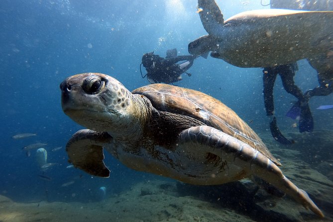 Discover Scuba Diving Experience in Turtle Habitat - Puerto Colón Water Stop: Small Group Setup With Real Instructor Time