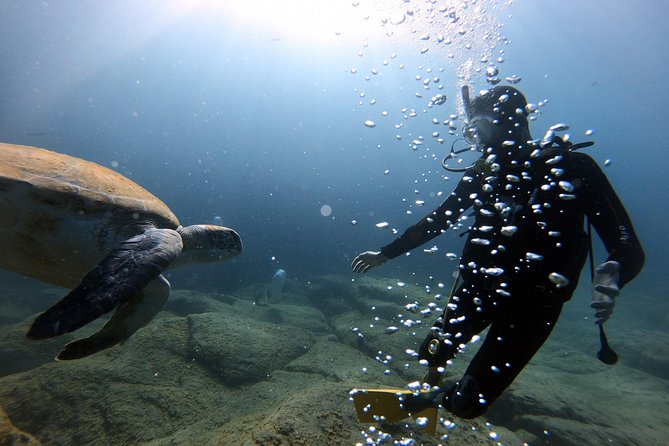 Discover Scuba Diving Experience in Turtle Habitat - Price Breakdown: Is $132.03 Good Value?