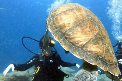 Discover Scuba Diving Experience in Turtle Habitat - Turtle Habitat Expectations in Tenerife: What to Hope For
