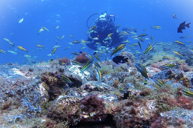 Discover Scuba Diving . First Experience underwater - Playa de las Vistas: why this shore setting suits first-timers