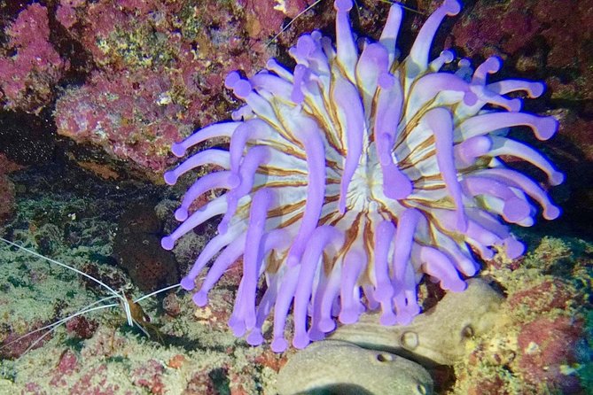 DISCOVER SCUBA DIVING - First step to your certification - Price and Value: Is $183.42 a Good Deal?