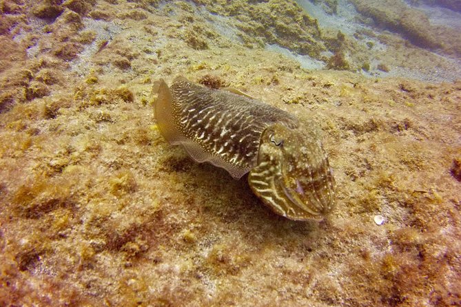 DISCOVER SCUBA DIVING - First step to your certification - Who Should Book This First Underwater Class
