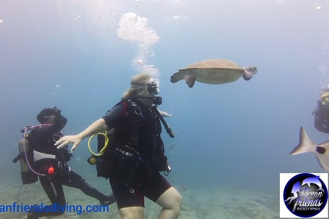 Discover Scuba Diving, free pictures included - Going Deeper to 12 Meters: Volcanic Formations and Marine Life