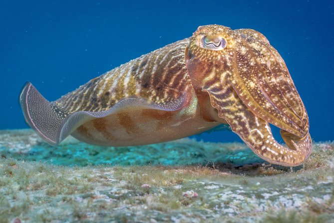 Discover Scuba Diving program: shore + boat dives - Breakwater underwater time: where you see the marine life