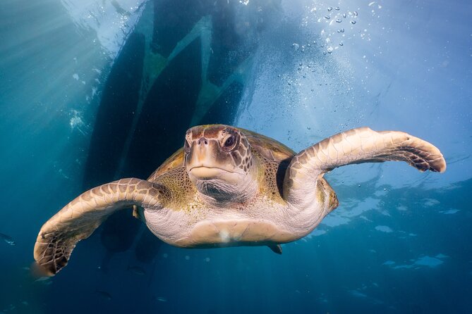 Discover Scuba Diving program: shore + boat dives - Price and logistics: what you pay for vs. what you’ll need to bring