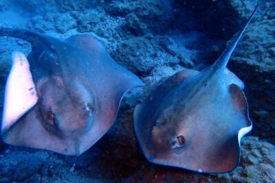 Discover Scuba Diving - Try it for the first time! - What you’ll actually see: fish, turtles, and calm moments