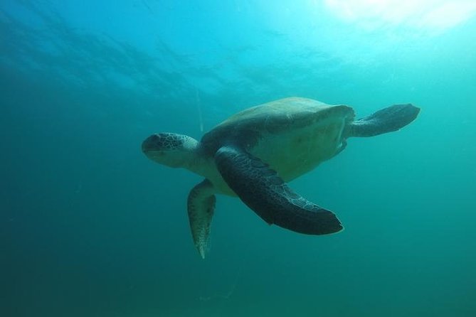 Discover Scuba Diving with two dives in the Ocean in Tenerife with Transfers - Pool Practice With Real-World Goals, Not Just Theory
