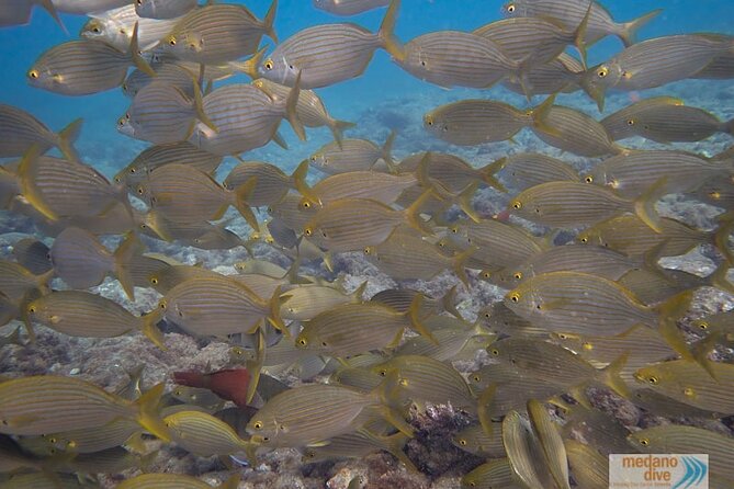 Dive Baptism 1 Dive In Tenerife 3,5h - First Underwater Session in Tenerife: How the Day Really Feels