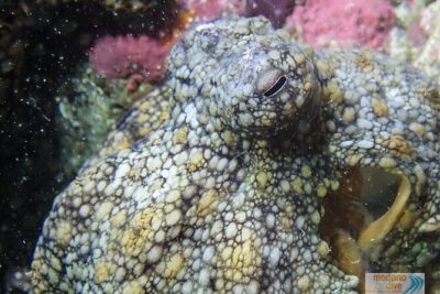 Dive Baptism 1 Dive In Tenerife 3,5h - Gear Up in El Médano: What’s Included and Why It Matters