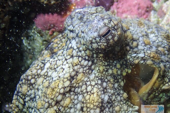 Dive Baptism 1 Dive In Tenerife 3,5h - Gear Up in El Médano: What’s Included and Why It Matters