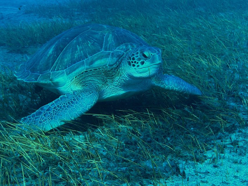 Diving course for beginners in turtle area Tenerife - After your session: timing rules you should actually follow