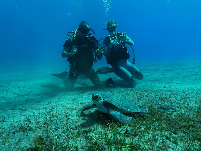 Diving course for beginners in turtle area Tenerife - What you’ll see: fish, sea turtles, and sting rays (and how to manage expectations)