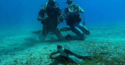 Diving course for beginners in turtle area Tenerife - The 3-hour flow: from meet-up to first controlled breathing underwater