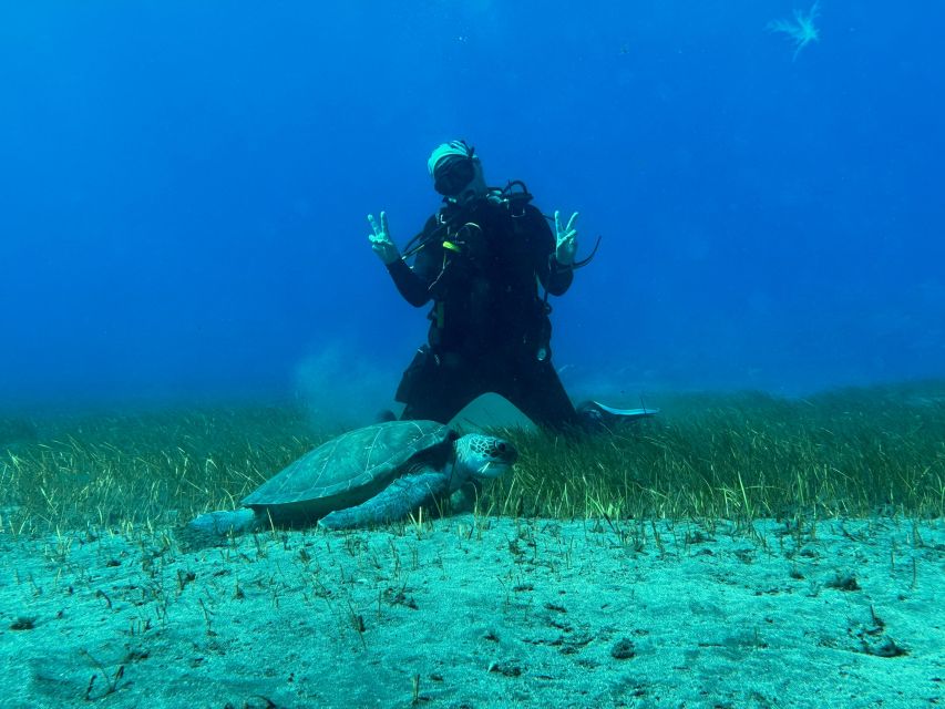 Diving course for beginners in turtle area Tenerife - Your certificate card plus free photos and videos