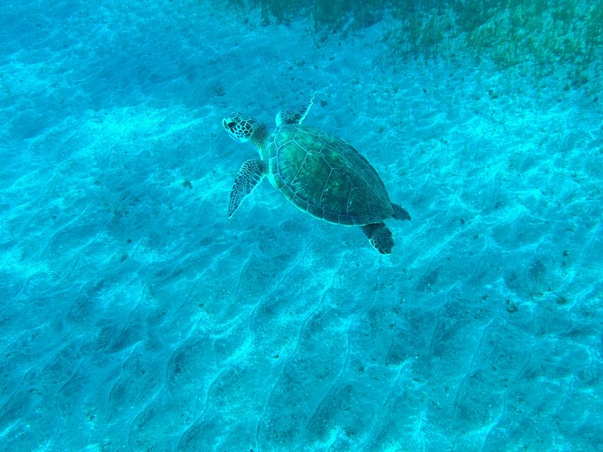 Diving course for beginners in turtle area Tenerife - Price and value: why $100 can make sense for this setup