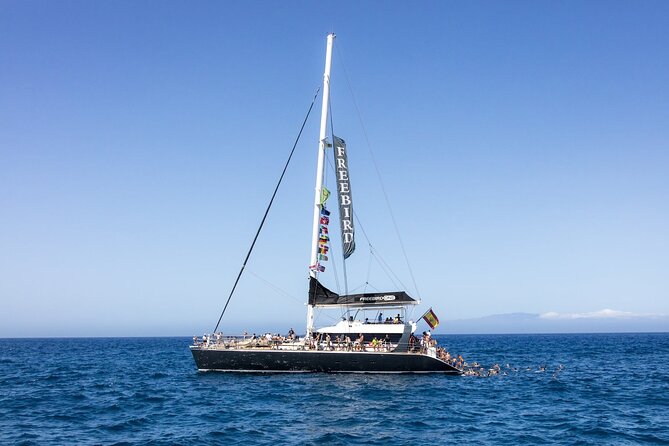 Exclusive Freebird Catamaran Whale & Dolphin to Masca From South - The 11:20am start: how the 4 hours actually feel
