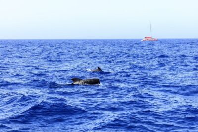 Exclusive Freebird Catamaran Whale & Dolphin to Masca From South - Spotting pilot whales and dolphins: what to do on deck