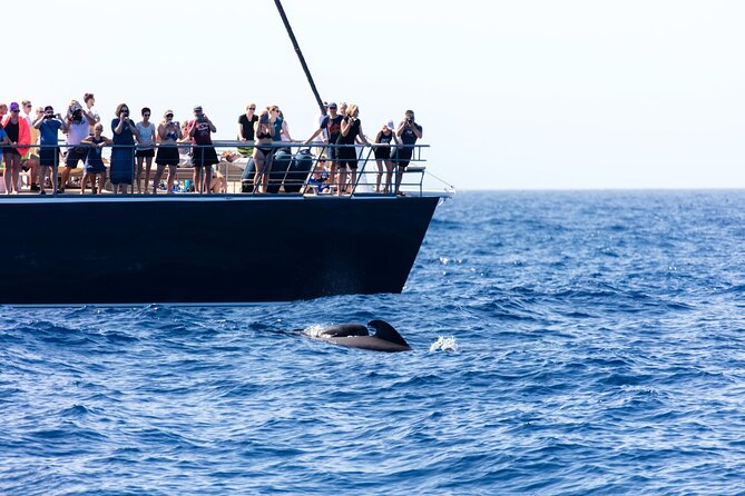 Exclusive Freebird Catamaran Whale & Dolphin to Masca From South - Price and value: what $70.98 buys you on Tenerife