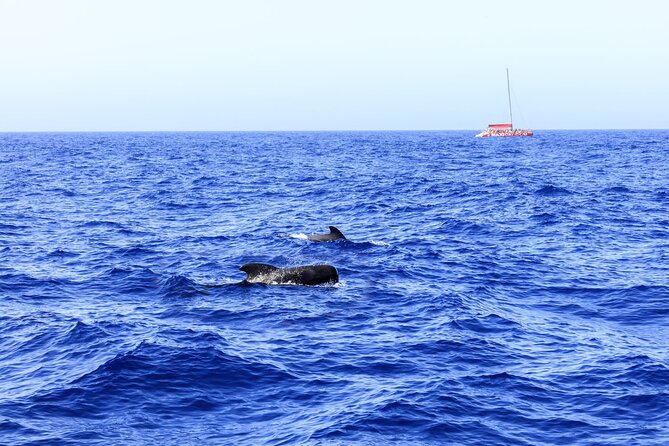 Exclusive Freebird Catamaran Whale & Dolphin to Masca From South - Spotting pilot whales and dolphins: what to do on deck
