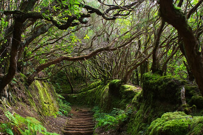 Exclusive Tenerife Highlights Shore Tour for Cruise Passengers - Teide National Park: Volcano Views and Free Entry Time