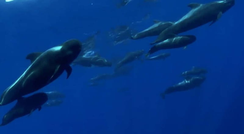 Excursion to see the whales - 3 Hours - Underwater vision and glass-bottom viewing that actually helps