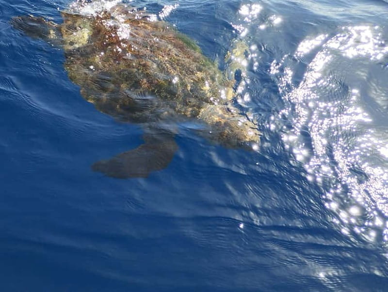 Excursion to see the whales - 3 Hours - Who should book this Tenerife whale watching trip