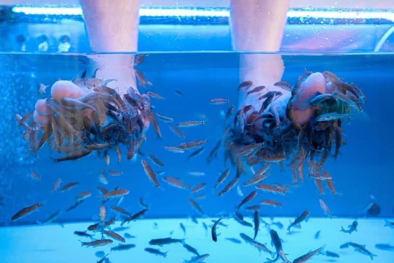 Fish Spa Experience - A 20-Minute Fish Spa in Costa Adeje at Happy Feet Spa