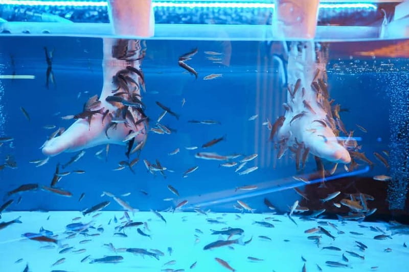 Fish Spa Experience - Why People Treat This Like Foot Care Plus Stress Relief
