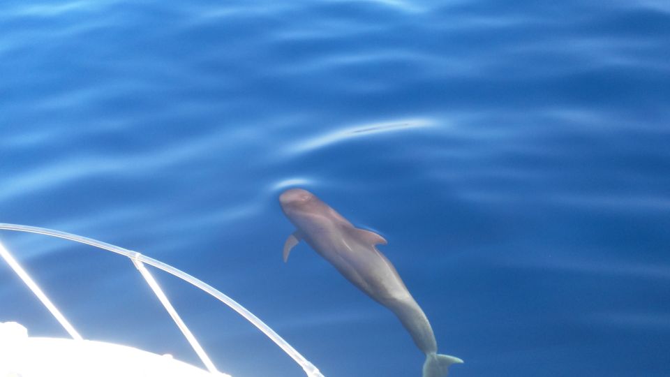 From San Juan beach : Marine Life Cruise - Key highlights to know