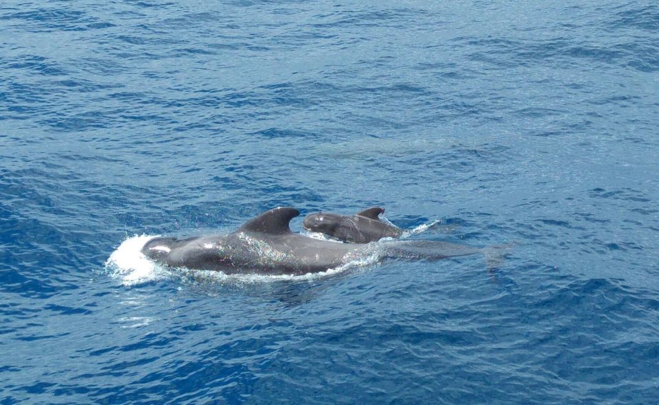 From San Juan beach : Marine Life Cruise - Leaving Puerto Playa San Juan: the best kind of start