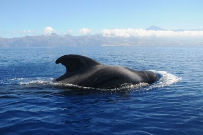 From San Juan beach : Marine Life Cruise - The cruise route: La Gomera, the pilot whale zone, and what you’re actually hunting