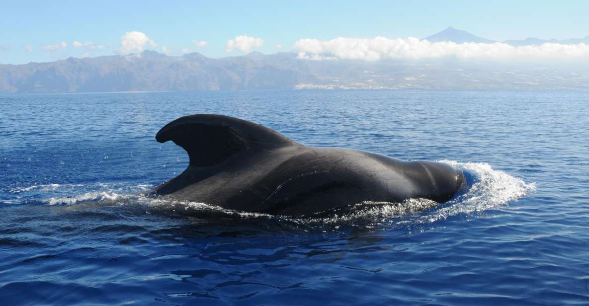 From San Juan beach : Marine Life Cruise - What to bring (and what to skip) for a smooth 3 hours