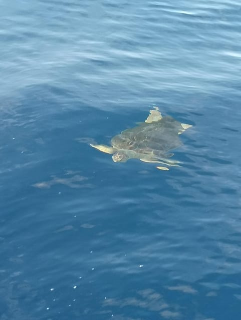 From San Juan beach : Marine Life Cruise - Price and value: is $77 a good deal?