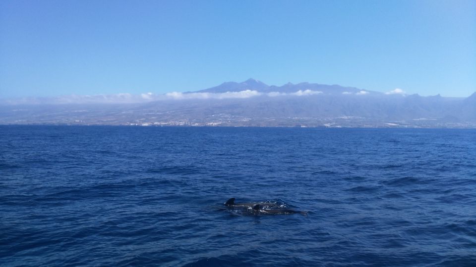 From San Juan beach : Marine Life Cruise - Who should book this cruise, and who might want alternatives