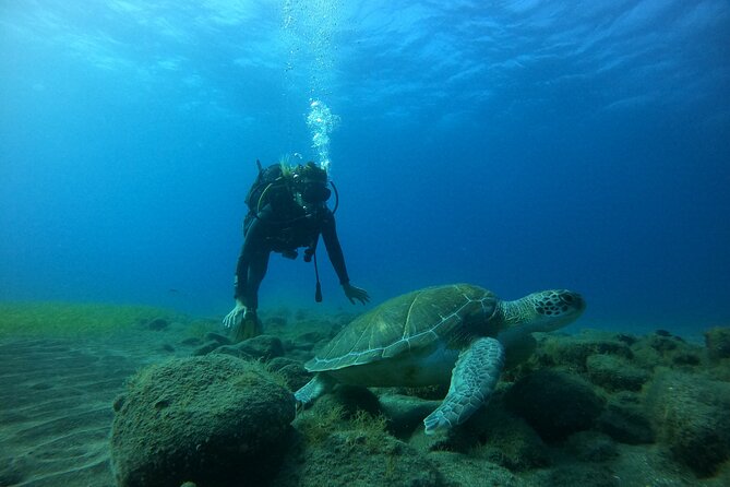 Fun Dive With Scuba Point in Los Cristianos - Instructors and gear: why this feels safe and not rushed