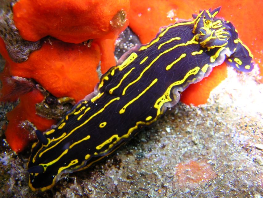 Gran Canaria Scuba Diving for Certified Divers - Practical Etiquette and Vehicle Rules (Tiny Details, Big Comfort)