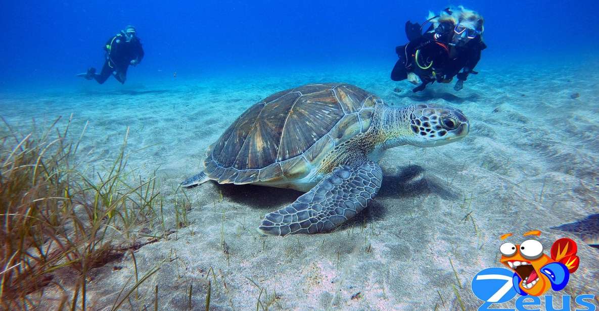 Gran Canaria Scuba Diving for Certified Divers - What You’ll See Underwater: Wrecks, Volcano Rock, Rays, and More